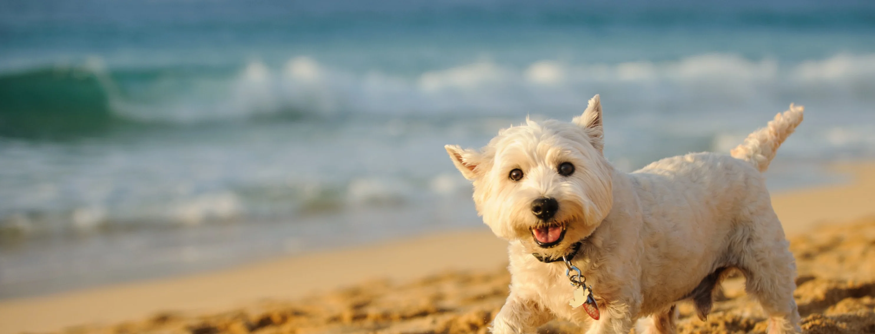 Small white dog walking on sandy beach with ocean in the background
